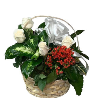 Plants & Dish Gardens